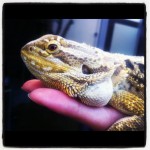 Paris-Dakar Una pogona a Milano