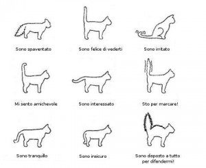 Significato coda dei gatti
