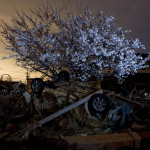 Un albero di cliliegio fiorito a Natori, nella prefettura di Miyagi, distrutta dal terremoto (Afp)