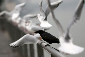 Corvo e gabbiani Nadia Bonfanti
