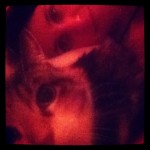 The cupboard cat and me