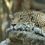 la ricerca del giaguaro